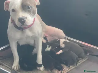 Staffordshire Bull Terrier dogs 6 Outstanding Staffs pups KC Reg - Advert 1