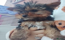Yorkshire Terrier dogs for sale: Yorkshire terrier puppies  - Image 2