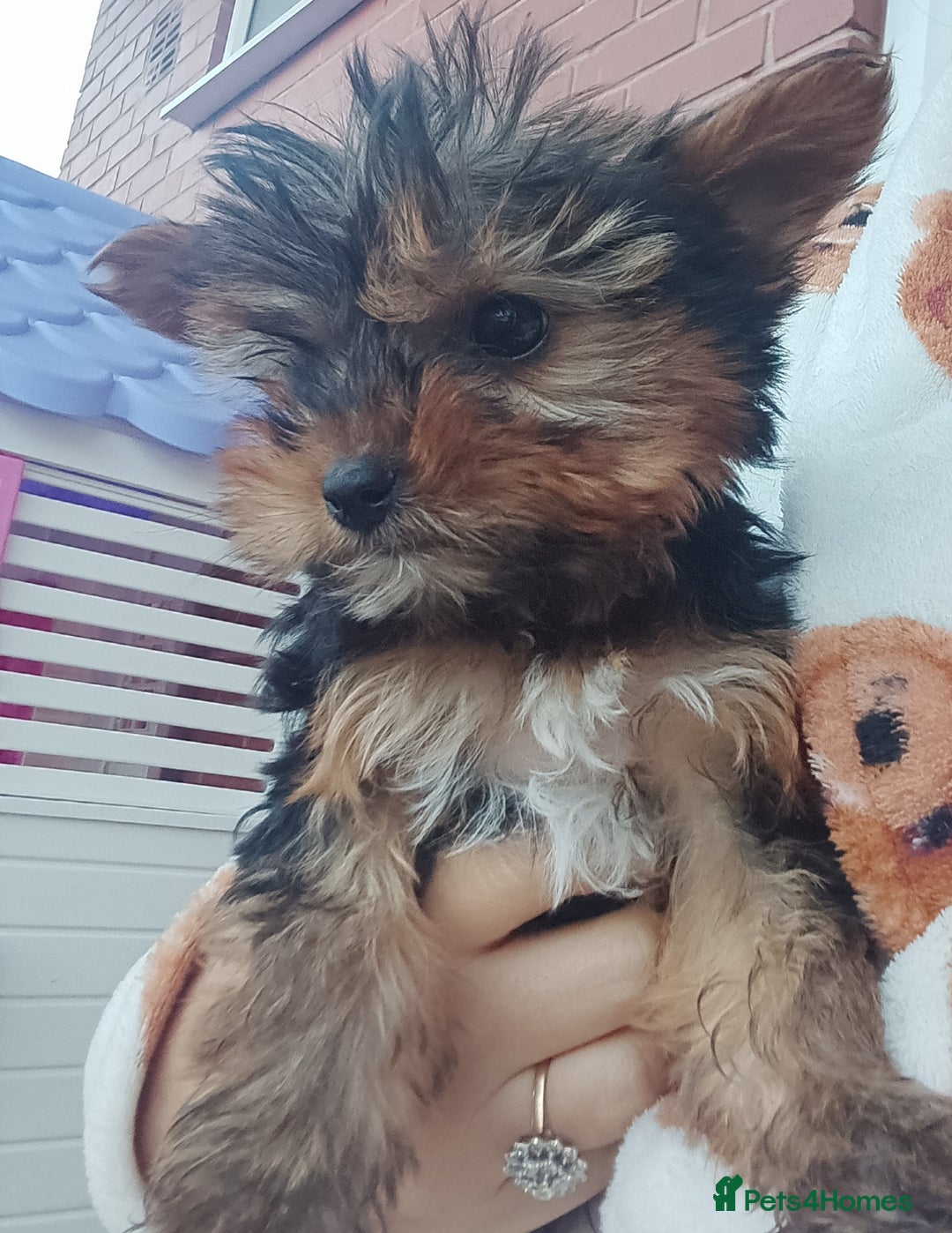 Yorkshire Terrier dogs for sale: Yorkshire terrier puppies  - Image 2