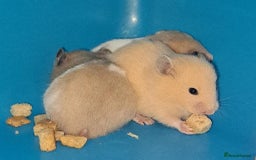 Hamster rodents for sale: Sirian hamsters - Image 8