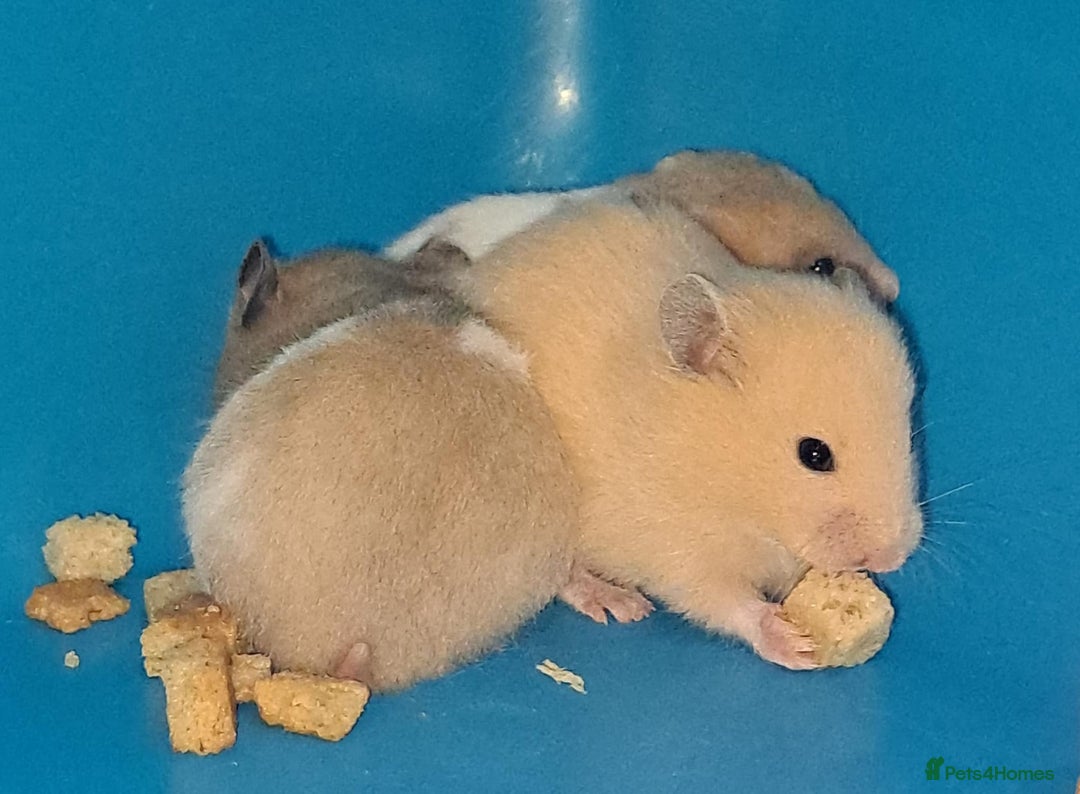 Hamster rodents for sale: Sirian hamsters - Image 8