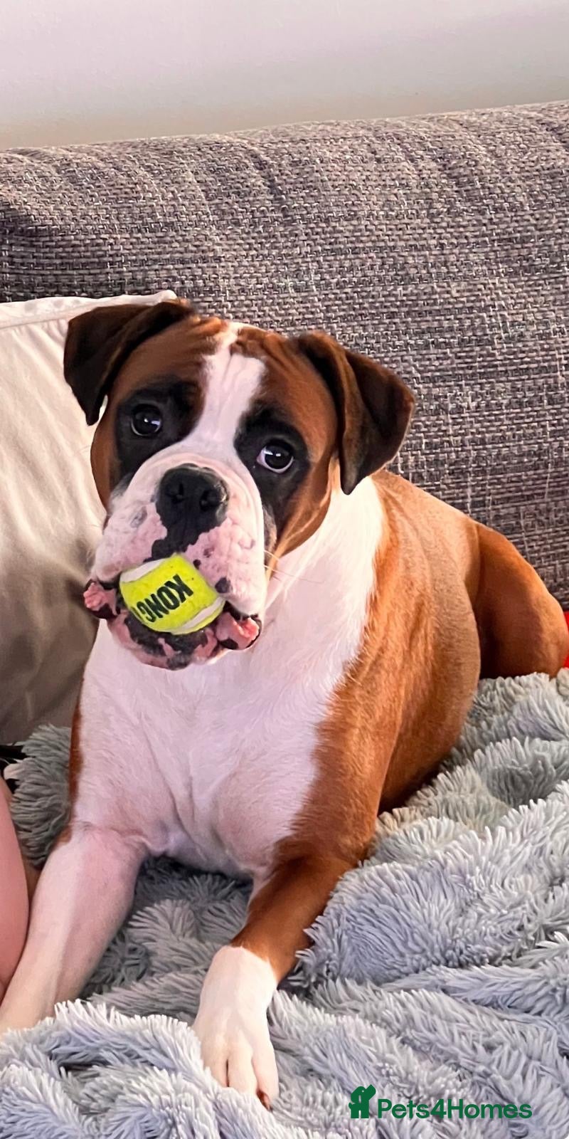 Boxer dogs for sale: Gorgeous Boxer Puppies  - Advert 5