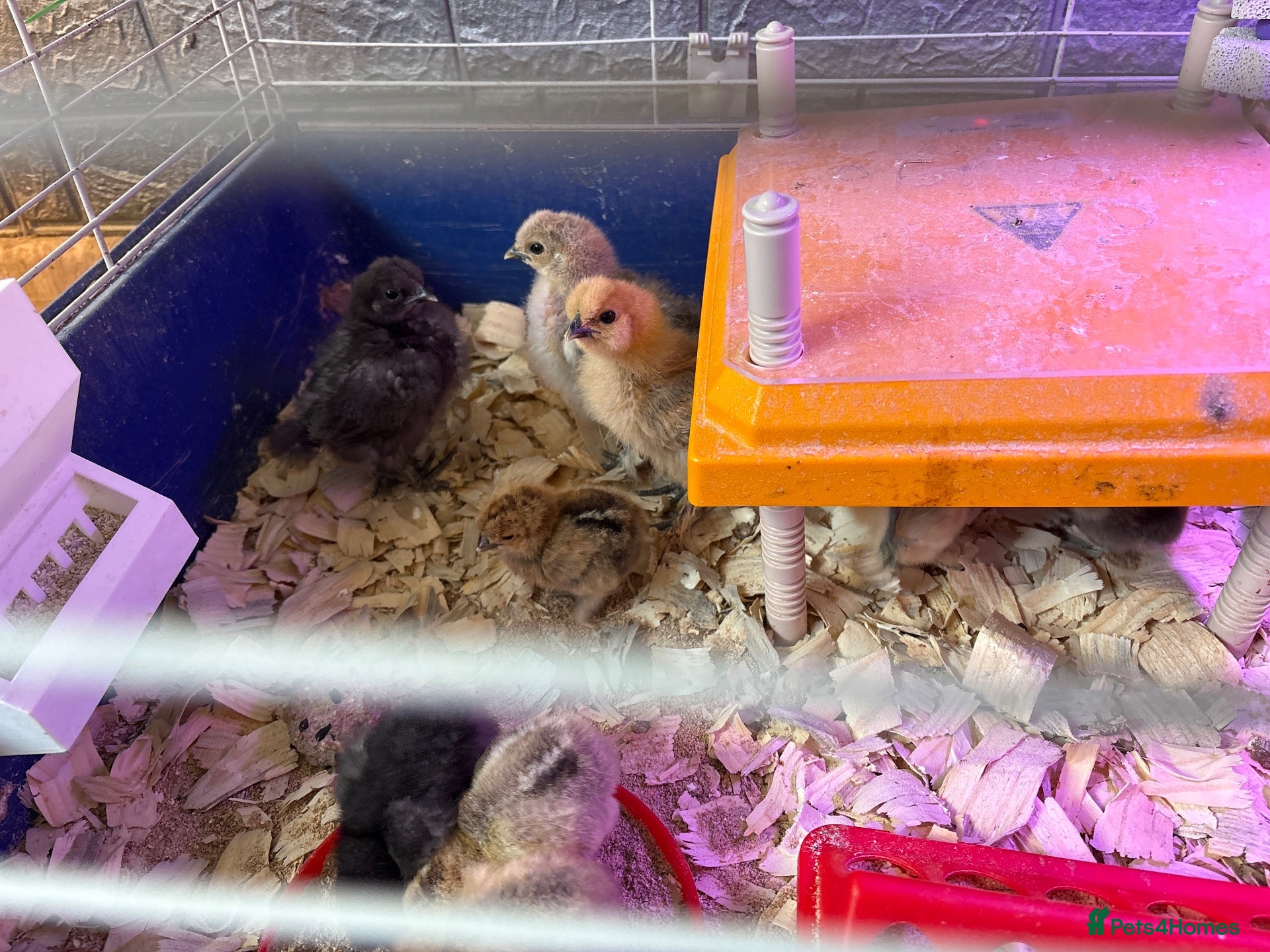 Chickens poultry Silky chicks - Advert 1