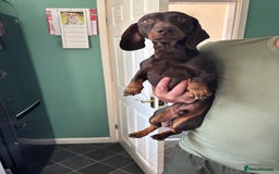 Miniature Dachshund dogs for sale: Miniature dachshund  - Image 2