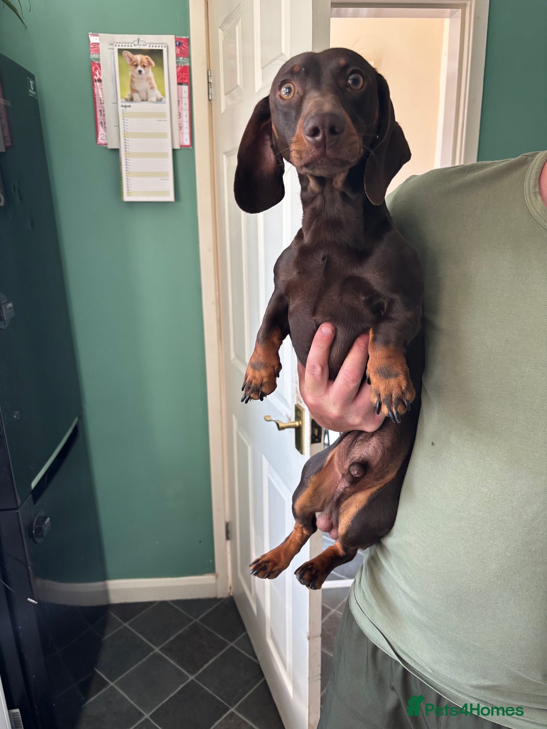 Miniature Dachshund dogs for sale: Miniature dachshund  - Image 2