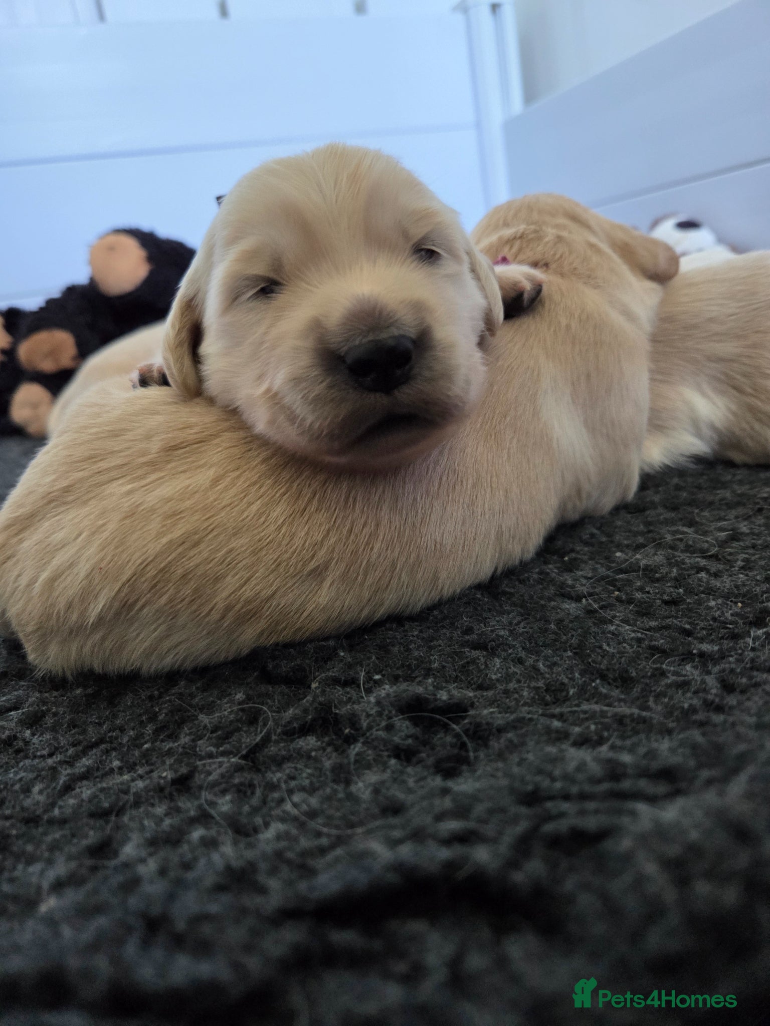 Golden Retriever dogs 💚KC Golden Retriever healthy pups are here 💚 - Advert 13