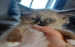 Ragdoll cats for sale: 4 gorgeous fluffy ragdoll kittens  - Image 6