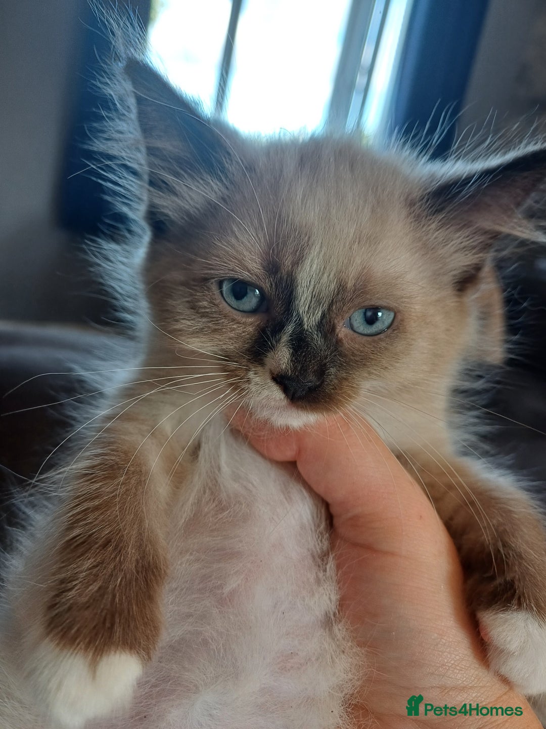 Ragdoll cats for sale: 4 gorgeous fluffy ragdoll kittens  - Image 6
