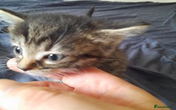 Bengal cats for sale: 6 Beautiful, Healthy Kittens - Image 11
