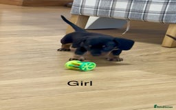 Miniature Dachshund dogs for sale: READY NOW - 2 boys left - KC registered  - Image 12