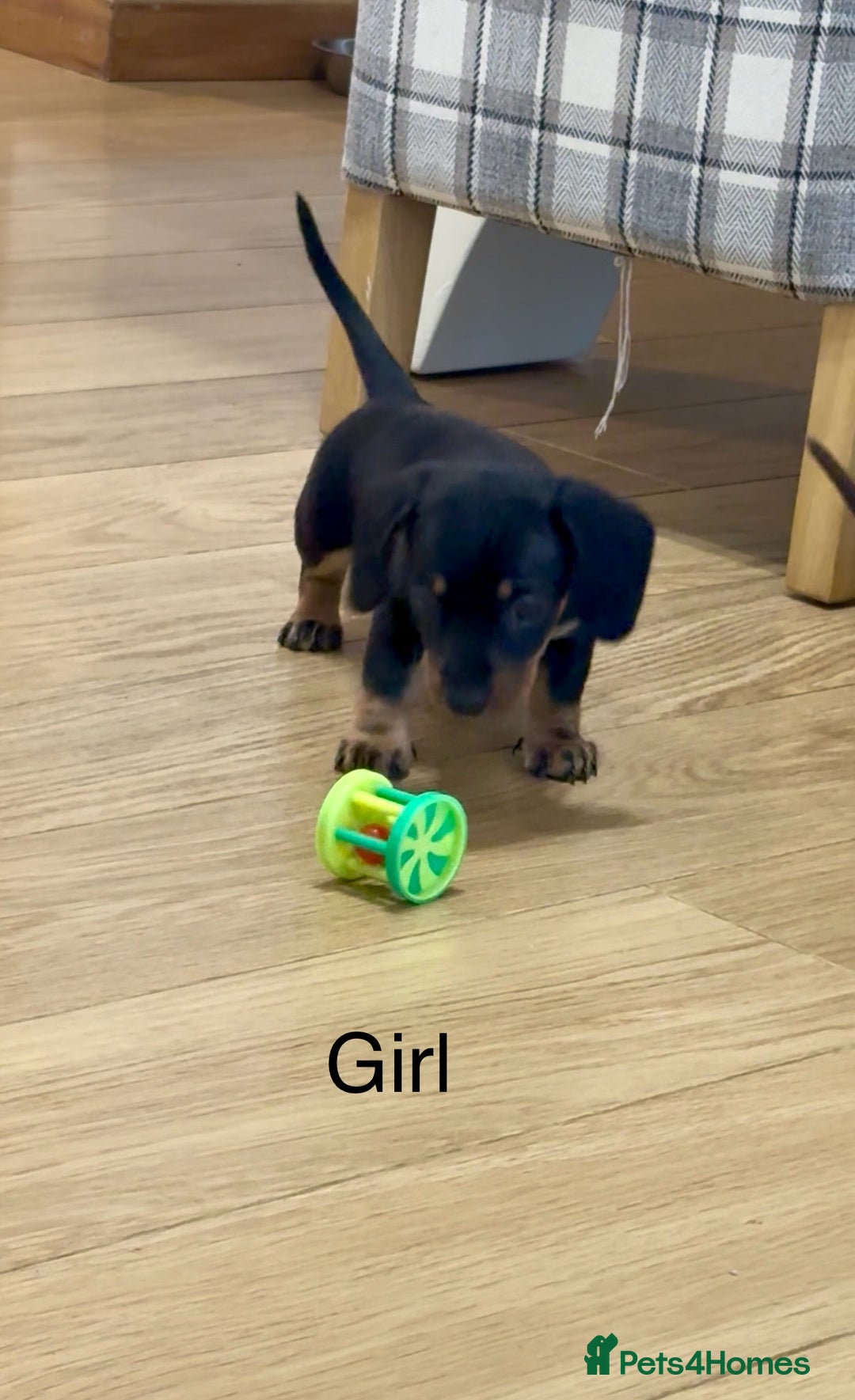 Miniature Dachshund dogs for sale: READY NOW - 2 boys left - KC registered  - Image 12