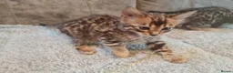 Bengal cats for sale: Exceptional rare cashmere bengal boys - Advert 19