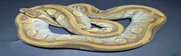Python Snake reptiles for sale: Ball Pythons - Advert 9
