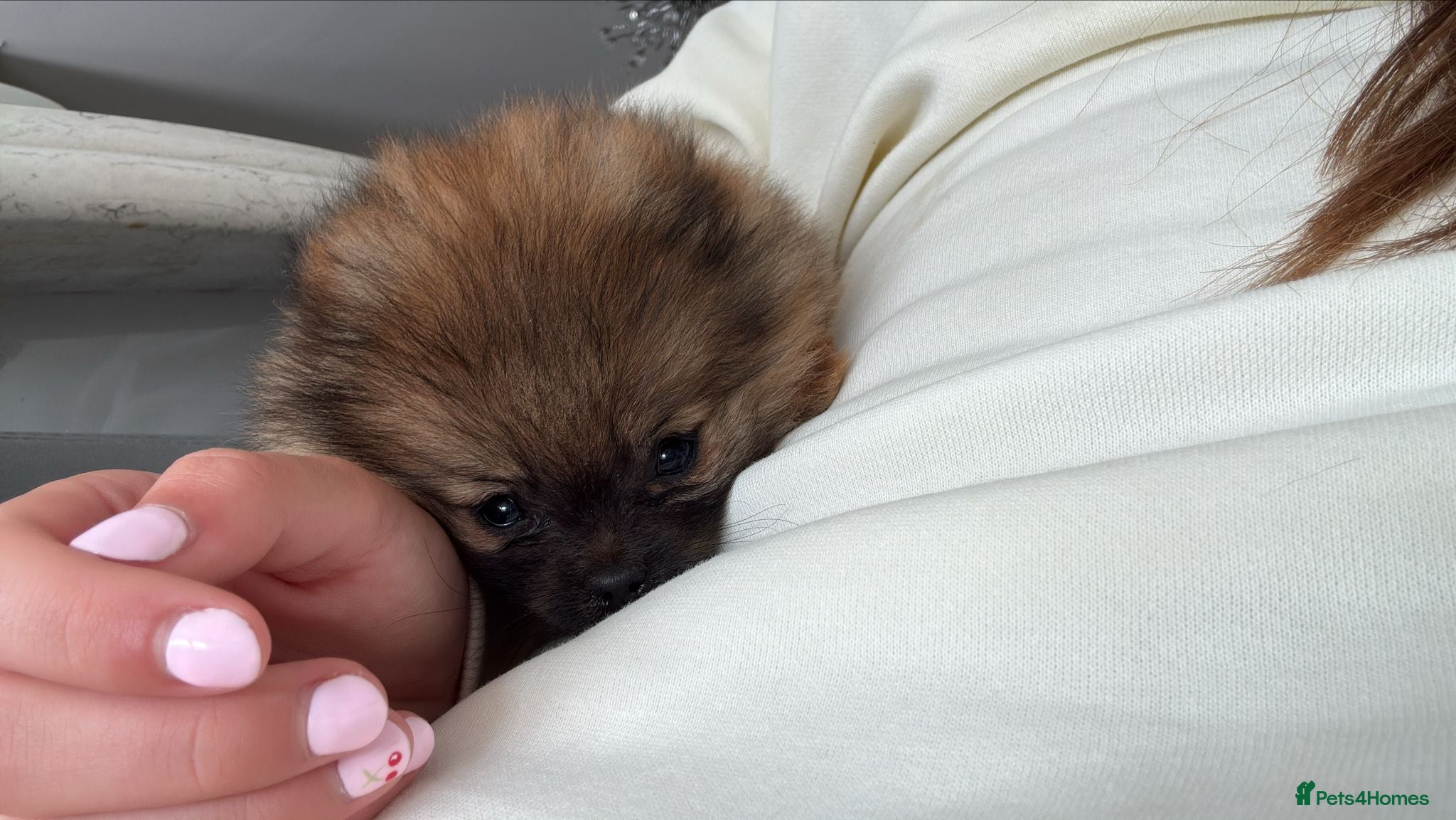 Pomeranian dogs for sale: 1 pom girl available  - Advert 5
