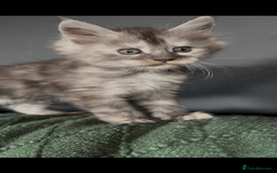Maine Coon cats for sale: Maine Coon Kittens  - Image 9