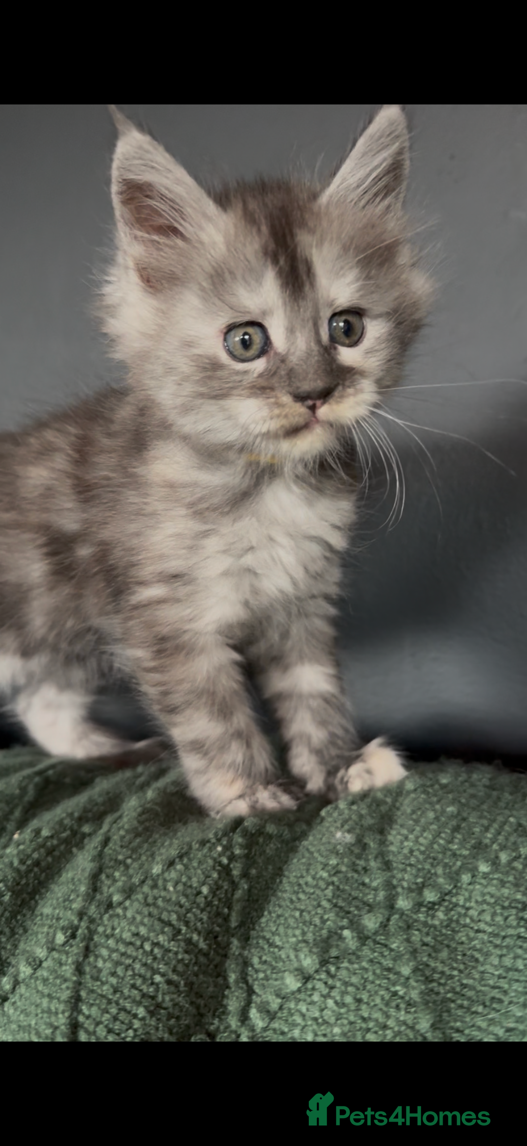 Maine Coon cats for sale: Maine Coon Kittens  - Image 9