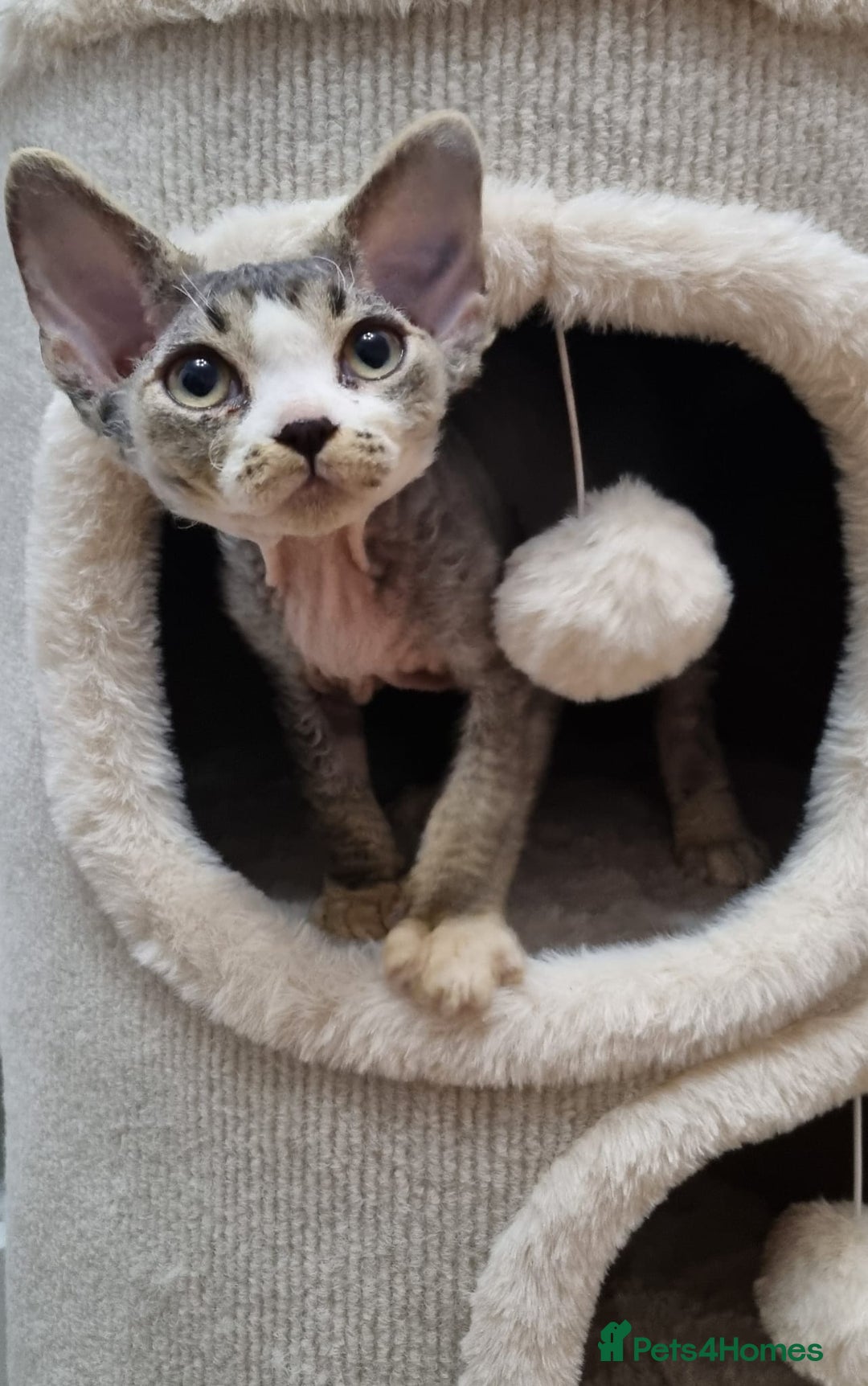 Devon Rex cats for sale: ❤️🐱Brown mackerel tabby Devon Rex ❤️🐱 - Advert 20