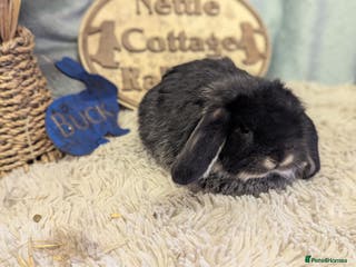 Mini Lop rabbits Mini lops - Advert 10