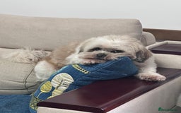 Shih Tzu dogs for sale: ******: Oreo, Smart & Independent - Image 3