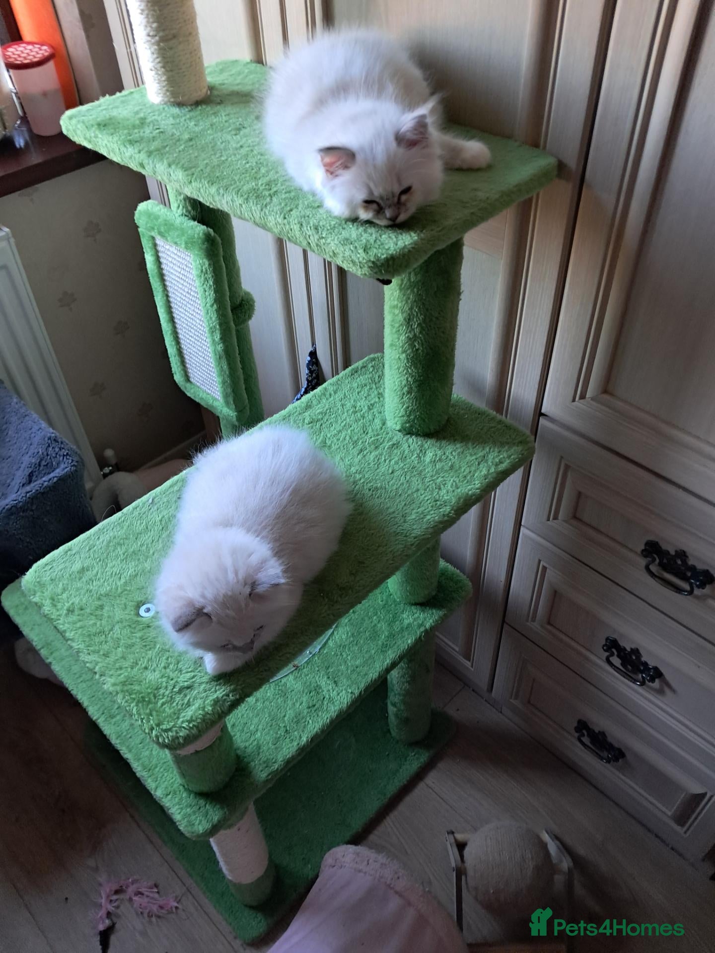 Ragdoll cats Beautiful GCCF registered Ragdoll kittens  - Advert 15