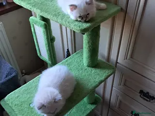 Ragdoll cats Beautiful GCCF registered Ragdoll kittens - Advert 1