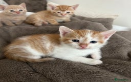 Mixed Breed cats for sale: Beautiful Kittens for sale - Image 32