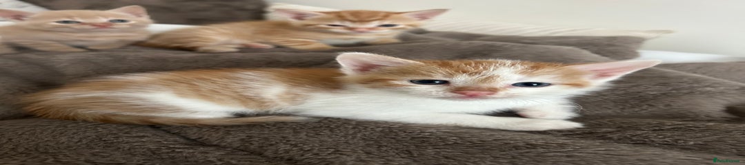 Mixed Breed Kitten 2