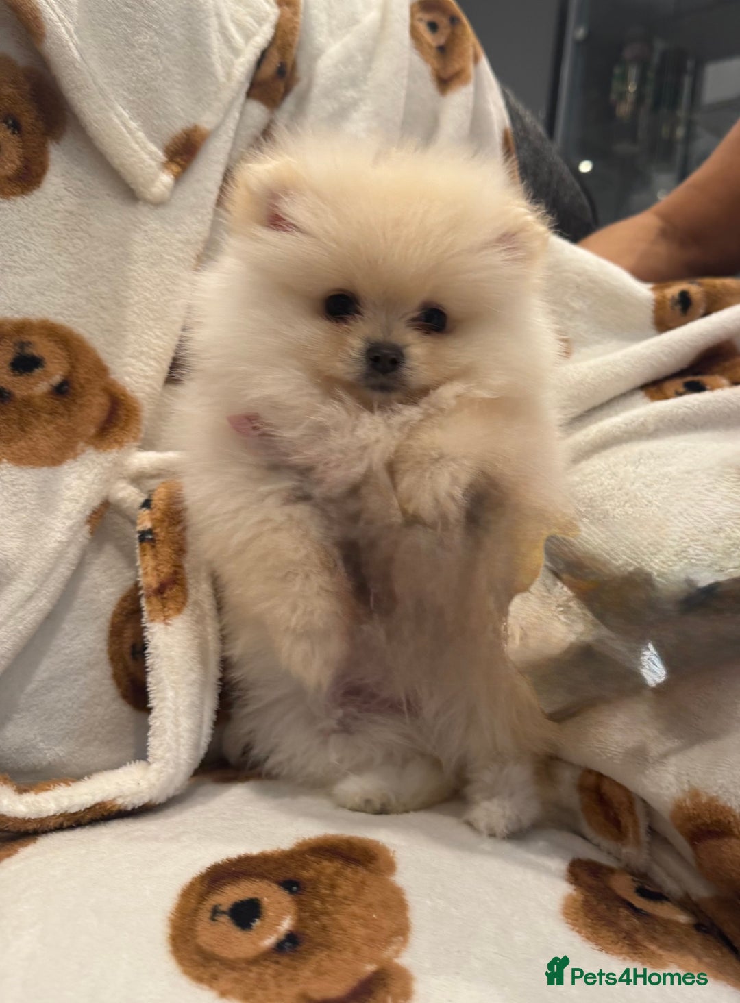 Pomeranian dogs for sale: Pomeranian  - Image 3