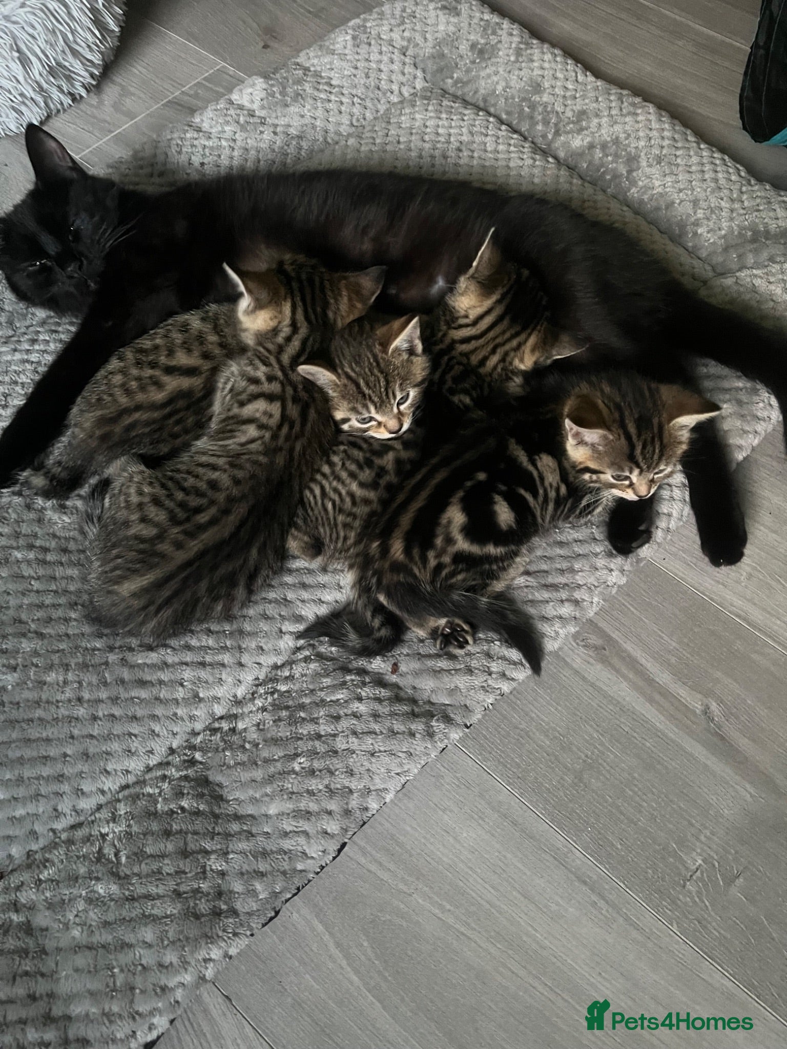 Mixed Breed cats 3 Bengal cross kittens for sale - Advert 1