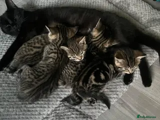 Mixed Breed cats 3 Bengal cross kittens for sale - Advert 1