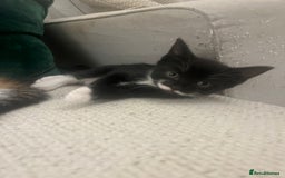 Mixed Breed cats for sale: 3 gorgeous kittens available - Image 5