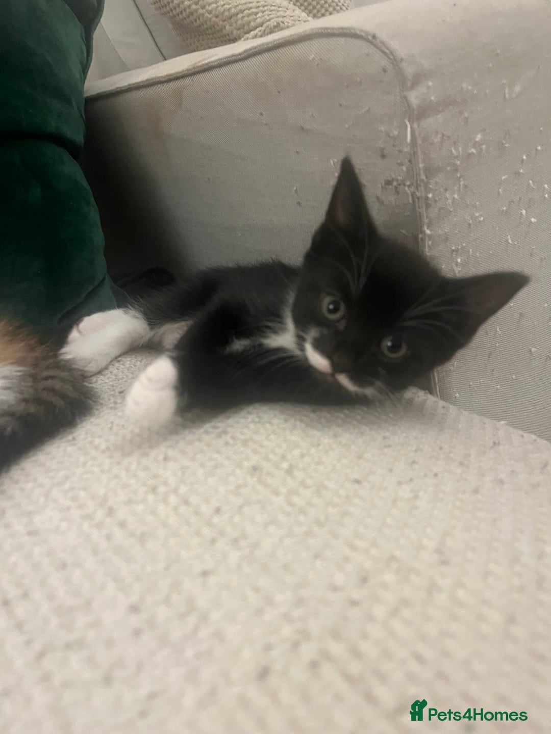 Mixed Breed cats for sale: 3 gorgeous kittens available - Image 5