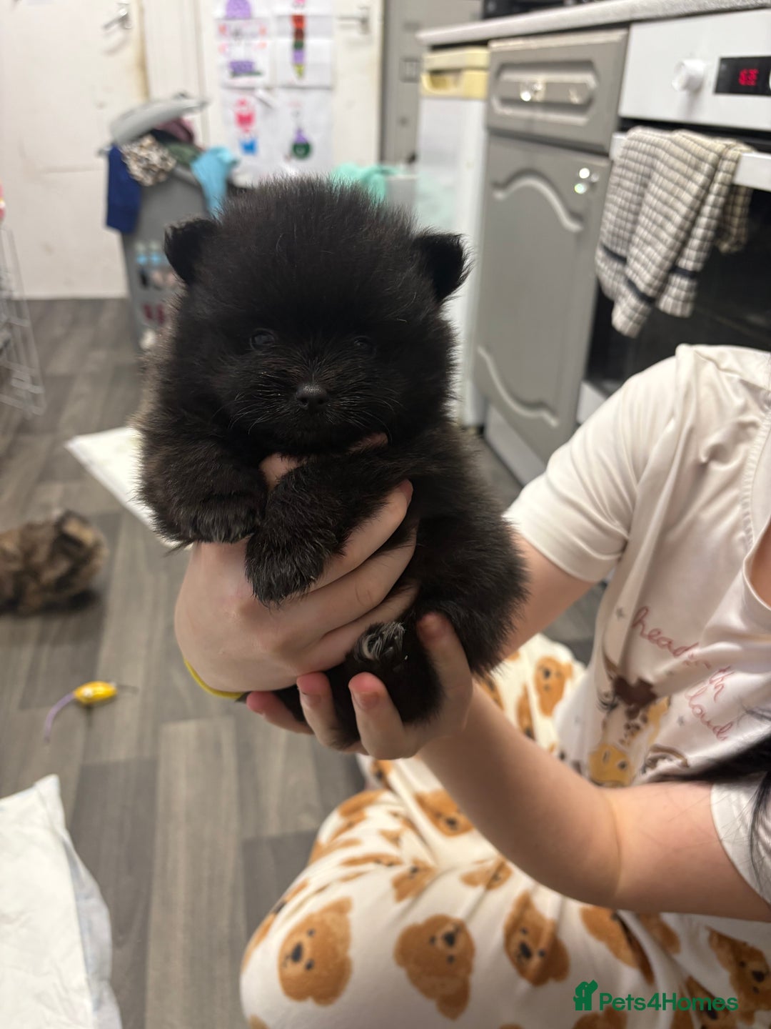 Pomeranian dogs for sale: Litter of pomeranians  - Advert 4