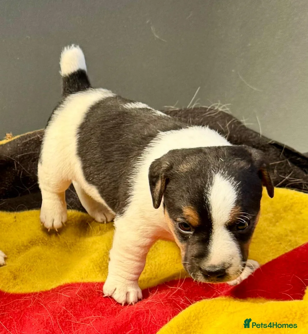 Jack Russell dogs for sale: Working Jack Russell pups - Advert 2