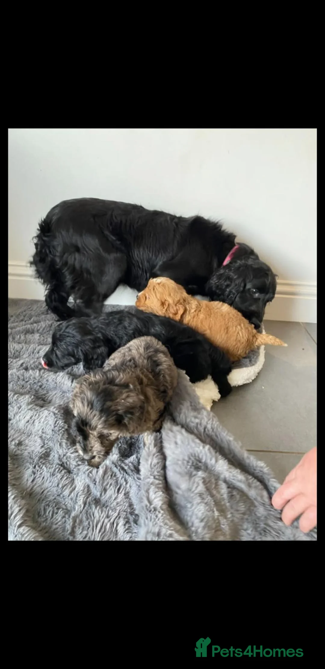 Cockapoo dogs for sale: stunning f1 cockapoo puppies  - Advert 2
