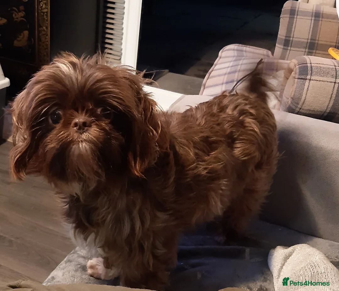 Shih Tzu dogs for stud:  imperial studs both proven  in Bolton - Advert 5