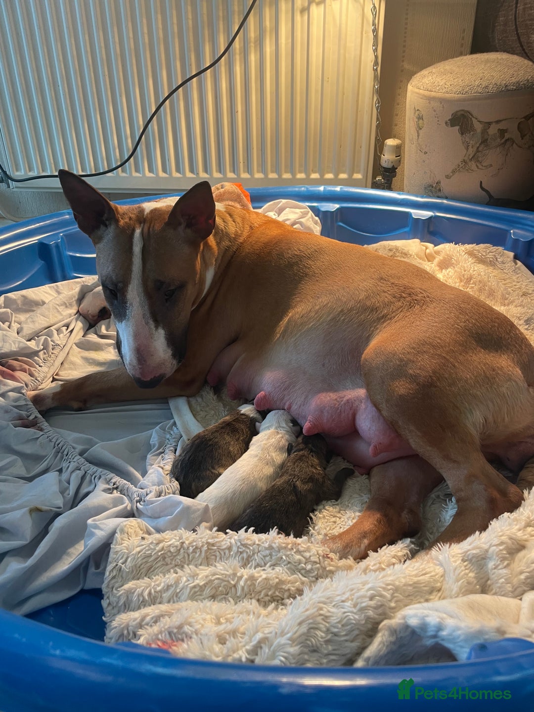 English Bull Terrier dogs for sale: Stunning Champion sired Bull Terriers pups (MALE)  - Image 1