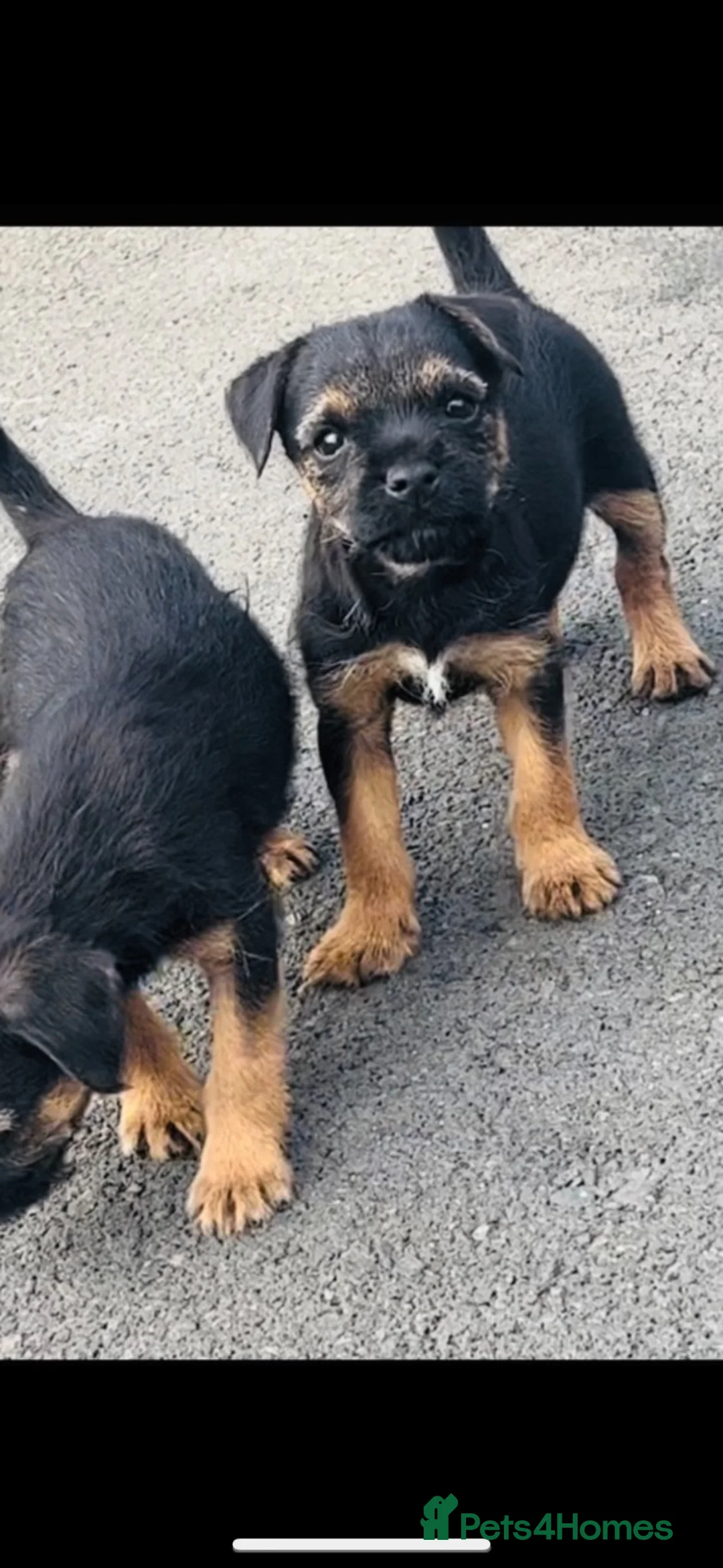 Border Terrier dogs for sale: Border Terrier puppies - Advert 2