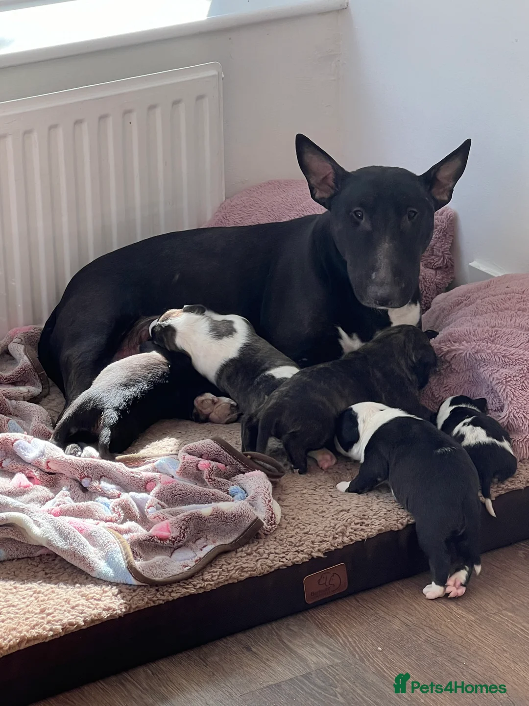 English Bull Terrier dogs for sale: KC registered English Bull Terrier Puppies - Advert 13