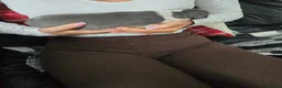 Whippet dogs for sale: Whippet  in Wakefield - Advert 7