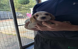 Beagle dogs for sale: 7 wonderful cocker spaniel x beagle❤️🏡 - Image 12