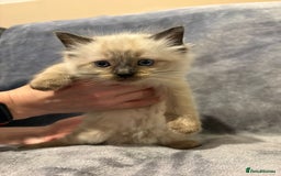 Ragdoll cats for sale: Beautiful ragdoll kittens for sale  - Advert 8