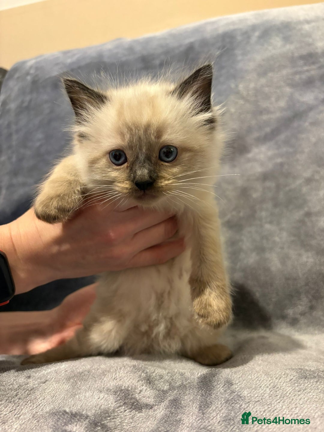 Ragdoll cats for sale: Beautiful ragdoll kittens for sale  - Advert 8