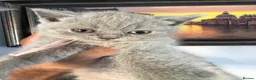 British Shorthair cats for sale: BSH and 1Longhair kittens - Advert 23