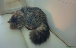 Persian cats for sale: Lovely boy rehoming  - Image 6