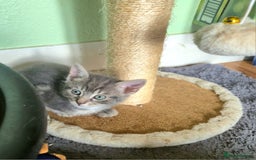 Mixed Breed cats for sale: Adorable 7 Mixed Breed Kittens 🐾 - Image 21