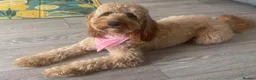 Australian Labradoodle dogs for sale: Outstanding 5 🌟🌟 Australian labradoodle litter  - Advert 14