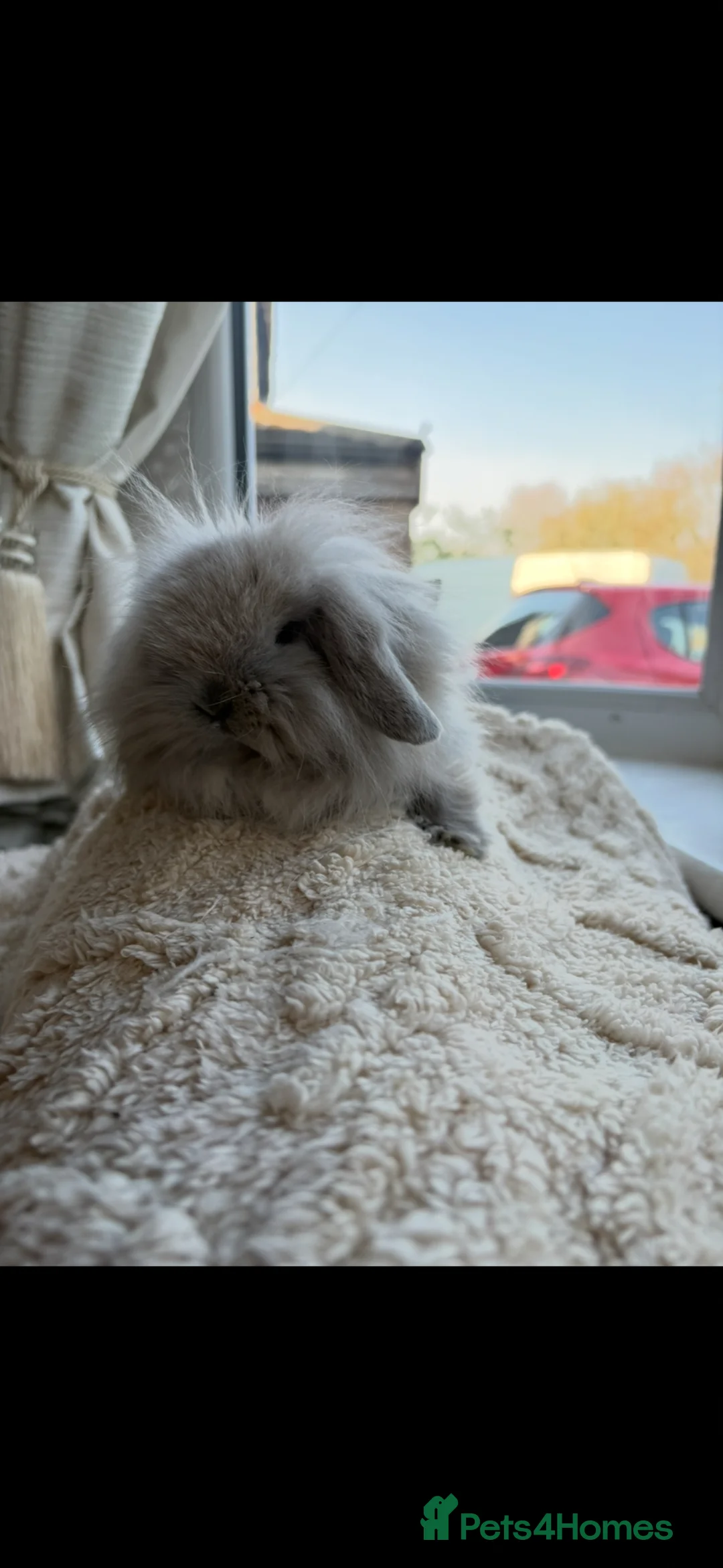 Mini Lion Lop rabbits for sale: Beautiful little mini lion lop baby bunny rabbits  - Advert 18