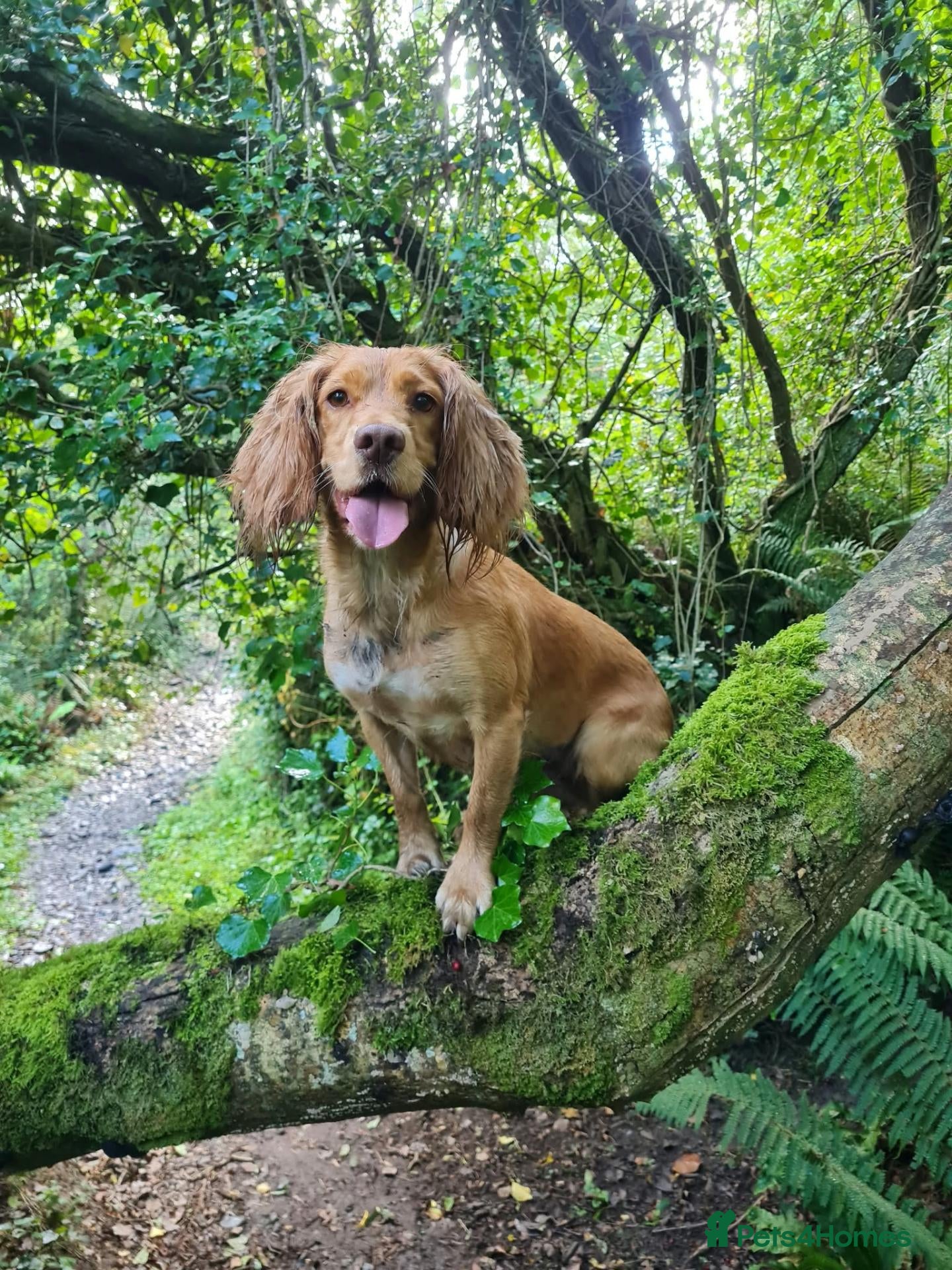 Cocker Spaniel dogs Working Cocker spaniels  - Advert 1