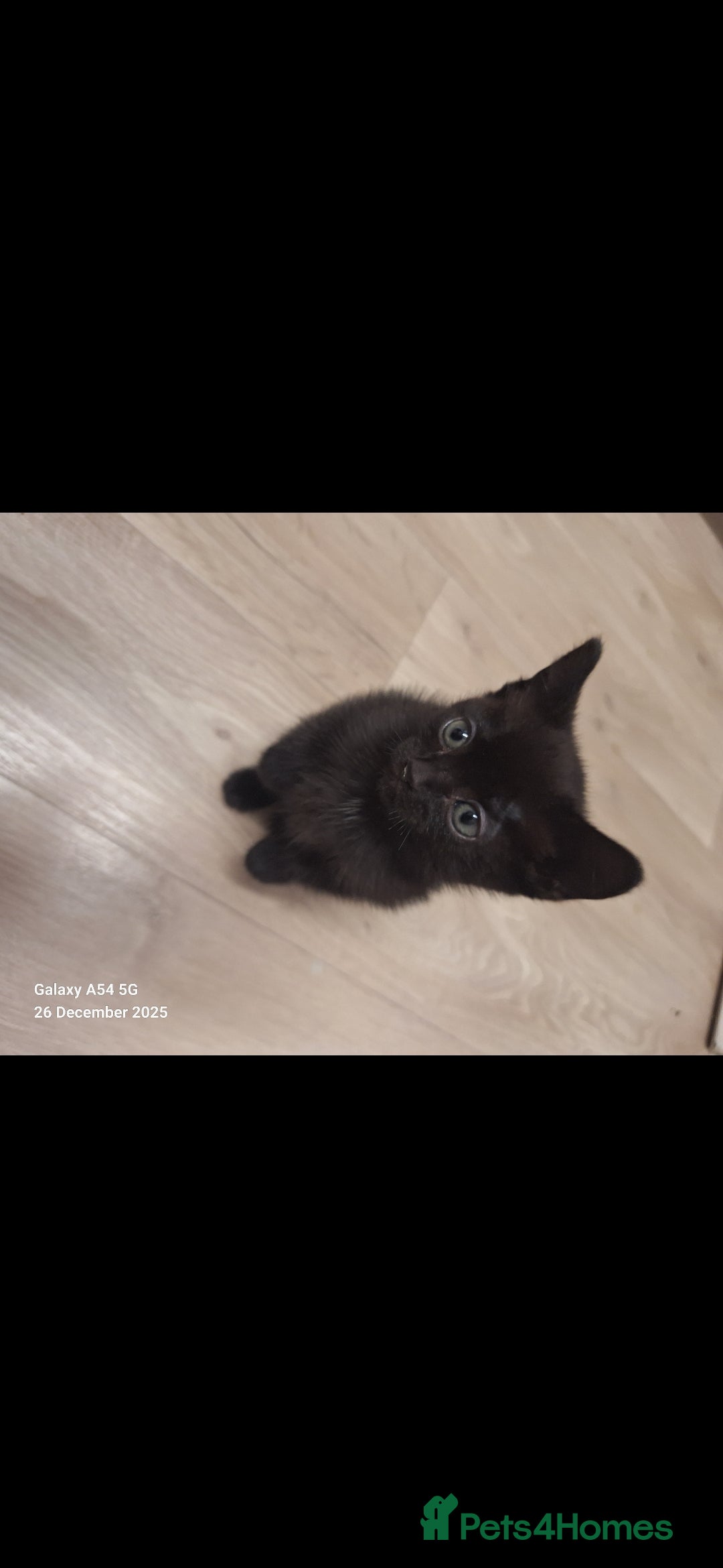 British Shorthair cats for sale: Kittens for sale  - Advert 8